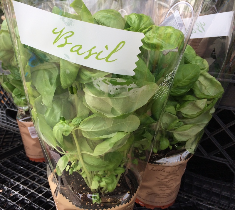 harvest basil