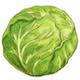 Cabbage