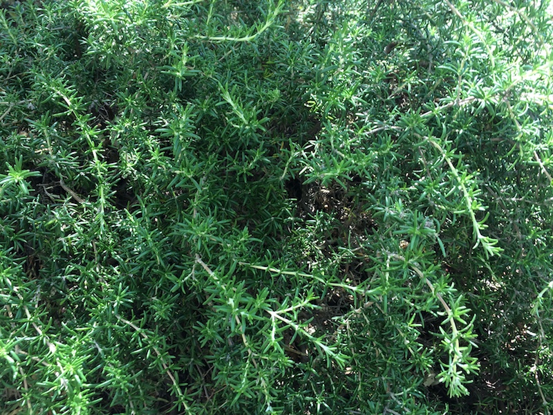 rosemary skewers